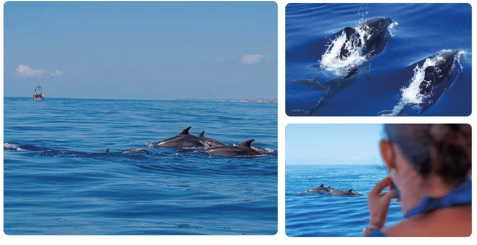 Dolphins Mallorca
