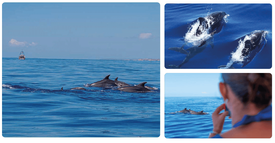East Mallorca dolphins